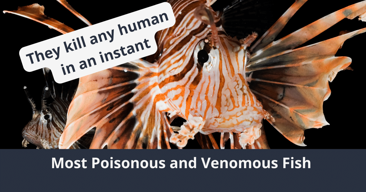 Der giftigste und giftigste Fisch der Welt