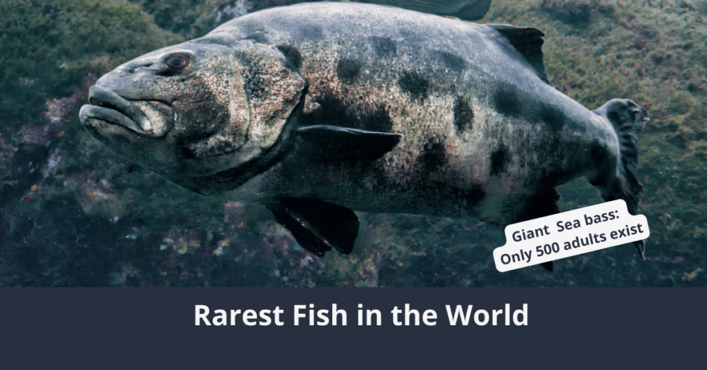 Seltenster Fisch der Welt