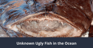 Unbekannter hässlicher Fisch im Ozean