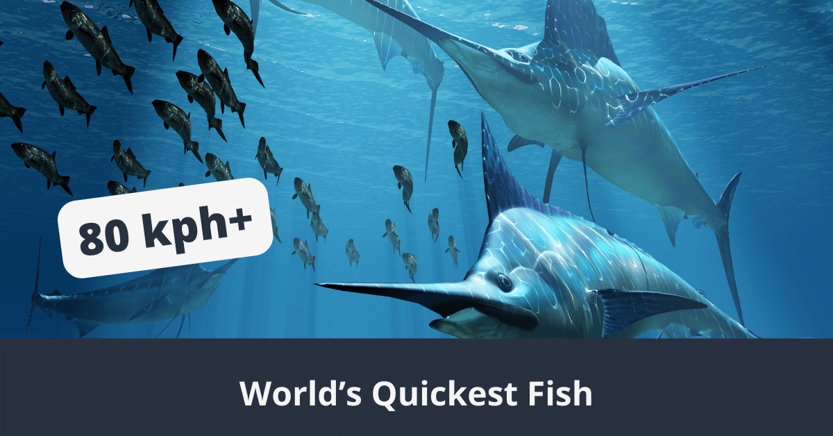 Worlds Quickest Fish