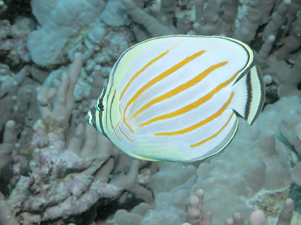 Ornate Butterflyfish: A good reason why Playa Ocotal is among the best snorkeling spots in Central America. 