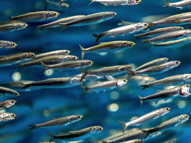 Common fish in the sea Anchovy