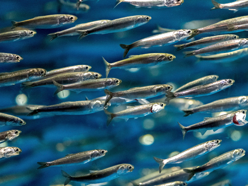 Poisson commun de la mer Anchois