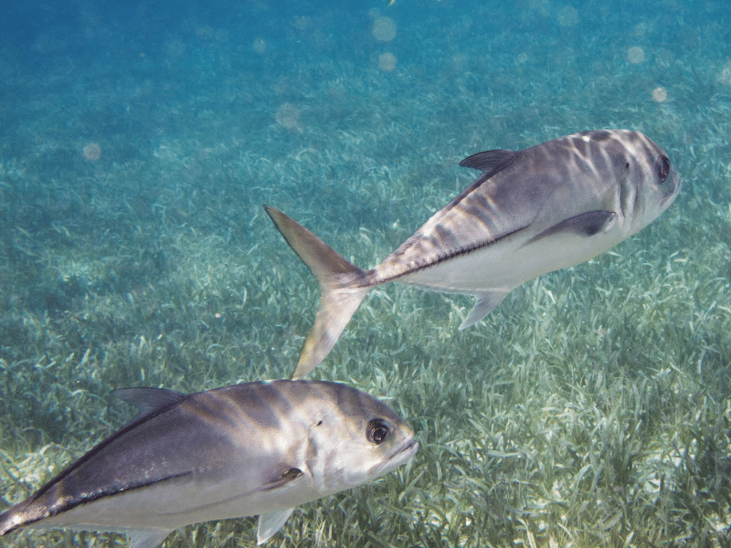 Gewöhnlicher Fisch im Meer Crevalle Jack