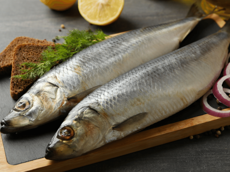 Peces comunes en el mar Arenque