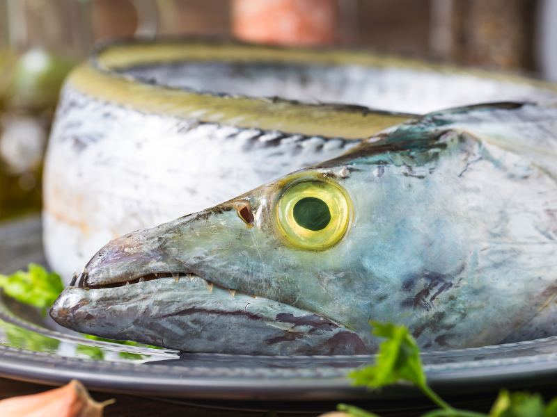 Gewöhnlicher Fisch im Meer Großkopf-Haarschwanz