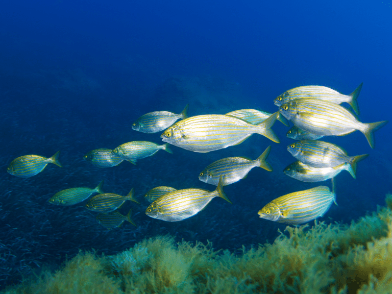 Peces comunes en el mar Porgies