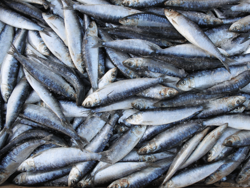 Pescado común en el mar Sardina