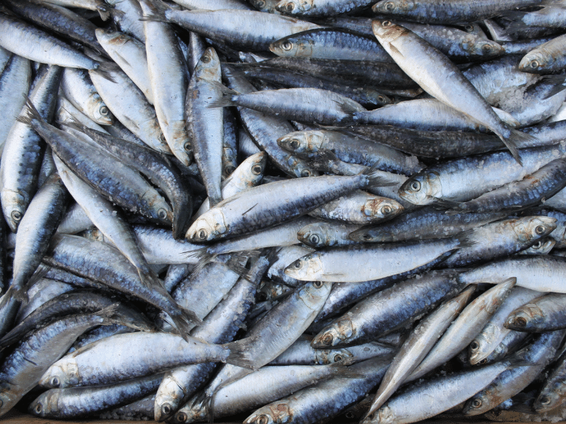 Poisson commun de la mer Sardine