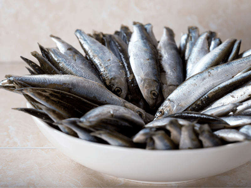 Poisson commun dans la mer Sprat