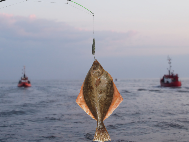 Poisson commun de la mer Plie d'été