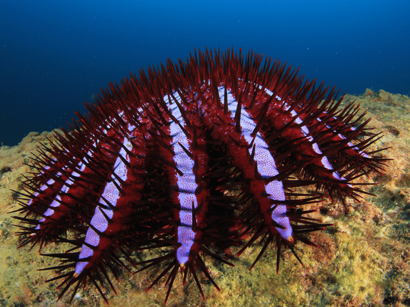 Los 10 peces más venenosos del mundo: Pez Corona de Espinas