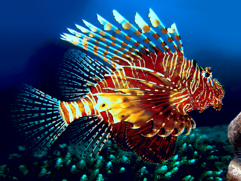 Top 10 der giftigsten und giftigsten Fische der Welt Rotfeuerfisch