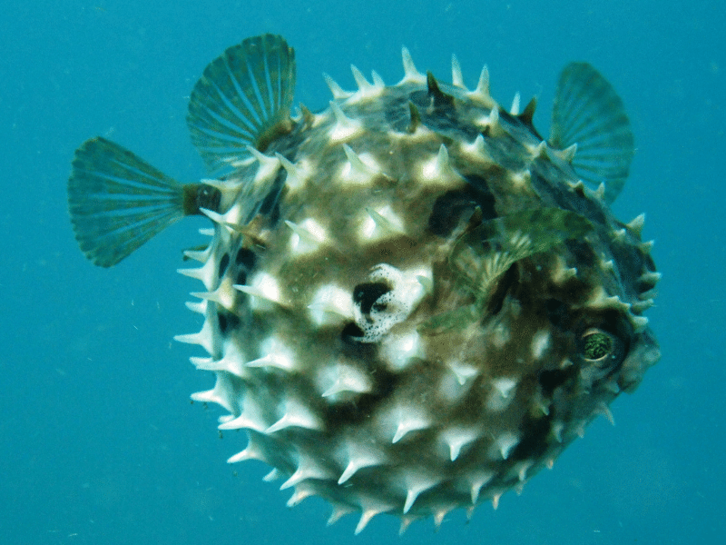 Top 10 Most Poisonous and Venomous Fish in the World Pufferfish