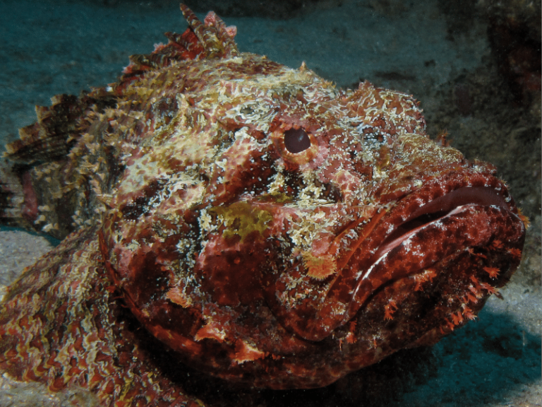 Top 10: Most Poisonous And Venomous Fish In The World | ISM