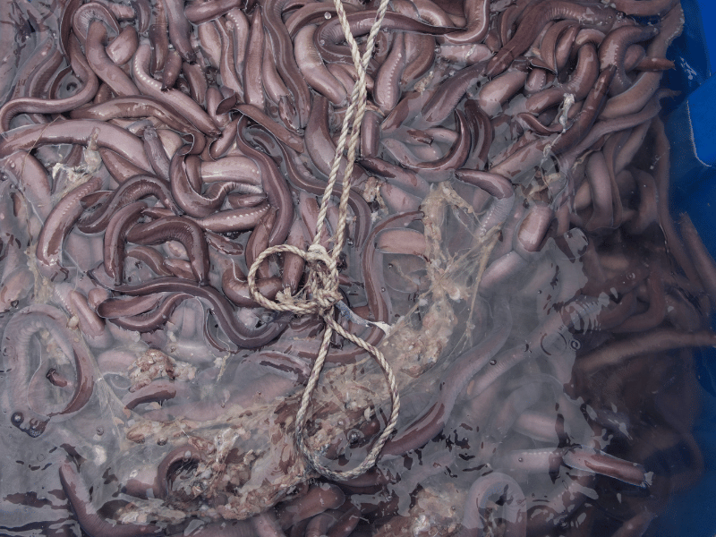 What fish is edible but ugly Hagfish 1