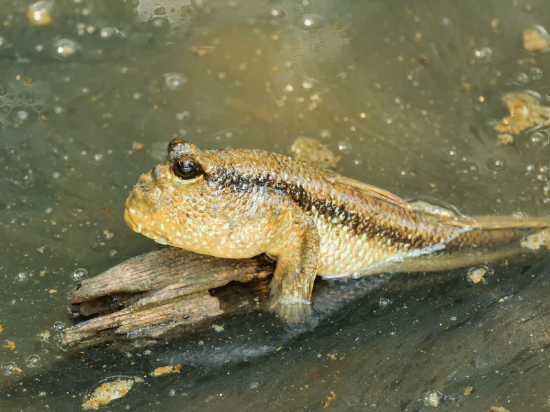 Welcher Fisch ist essbar, aber hässlich Schlammspringer 1