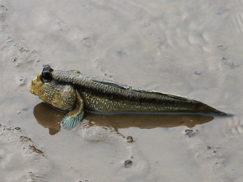 What fish is edible but ugly Mudskipper 2