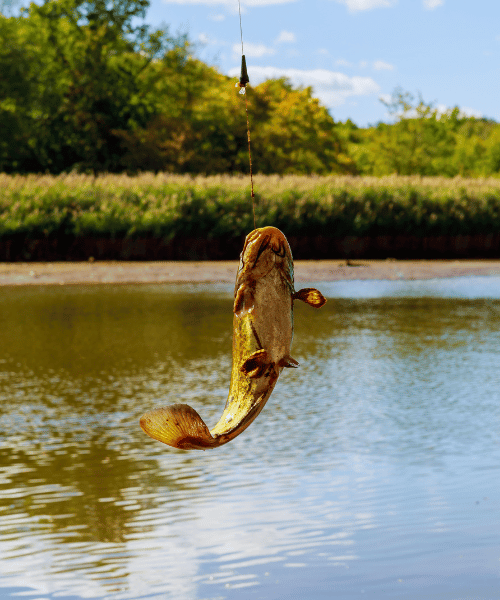 Catfish: In the Southern states, locals swear that the delectable flavor make this the tastiest freshwater fish