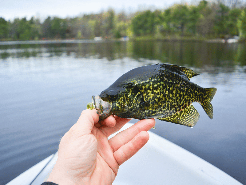 Crappie