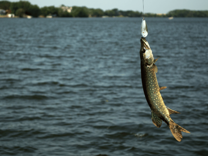 Northern Pike