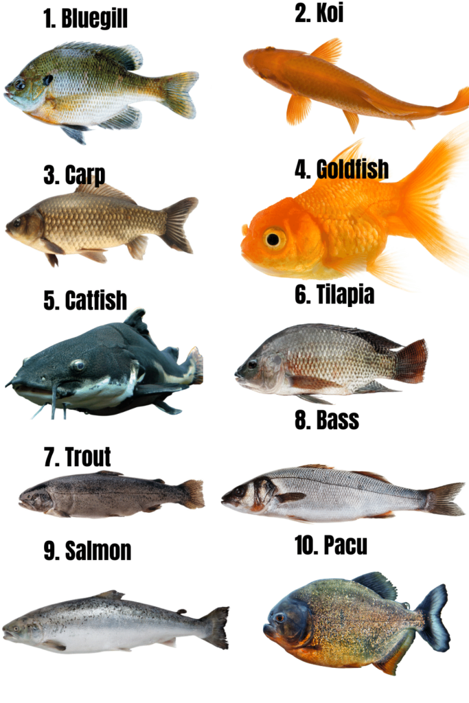 Les 10 meilleurs poissons pour l'aquaponie 1