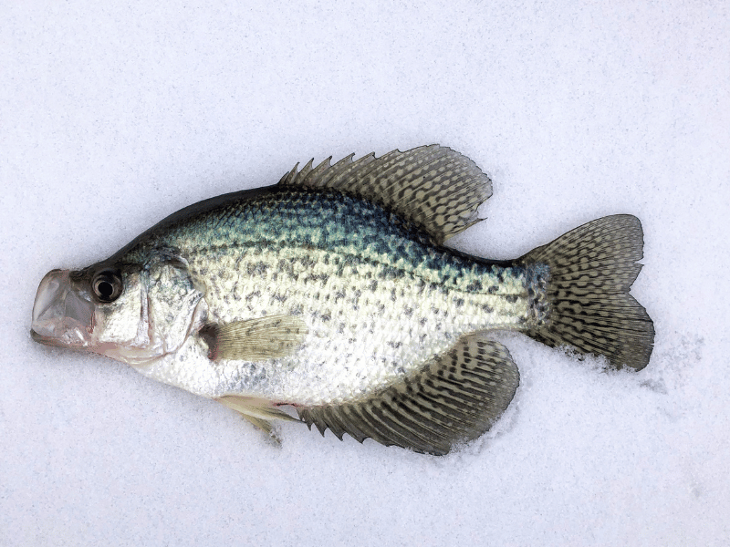 White Crappie 1