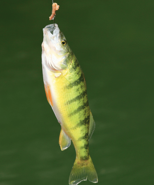 Gelber Flussbarsch