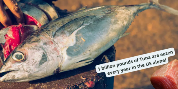 Yellowfin Tuna Thunnus albacares