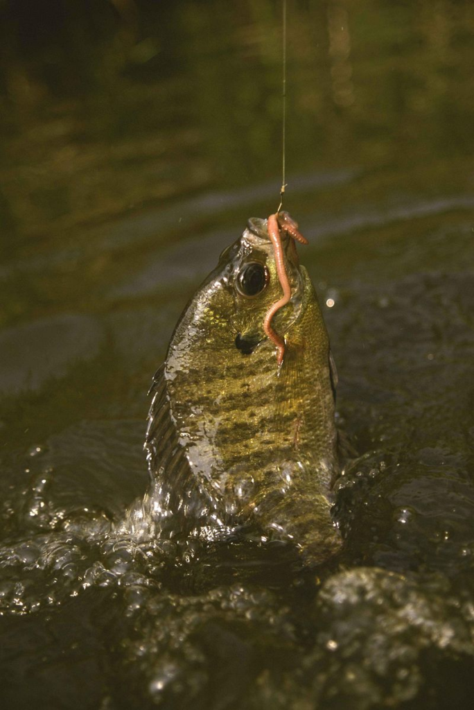 Best Tasting Freshwater fish: Bluegill. The fish was caught on a hook using an earthworm. Picture: Hester Eugene, U.S. Fish and Wildlife Service 