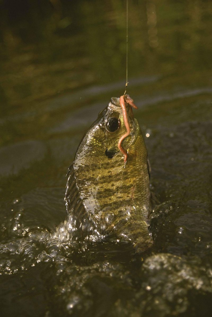 Am besten schmeckender Süßwasserfisch: Blaubarsch. Der Fisch wurde mit einem Regenwurm am Haken gefangen. Bild: Hester Eugene, U.S. Fish and Wildlife Service 