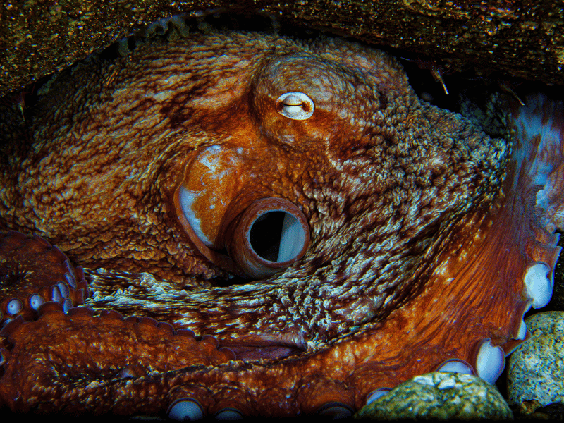 A Giant Octopus in Japans Toyama Bay