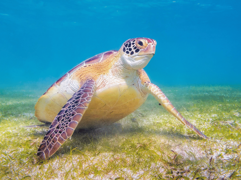 Another sea turtle at Akumal Bay: Discover them right next to the resort!