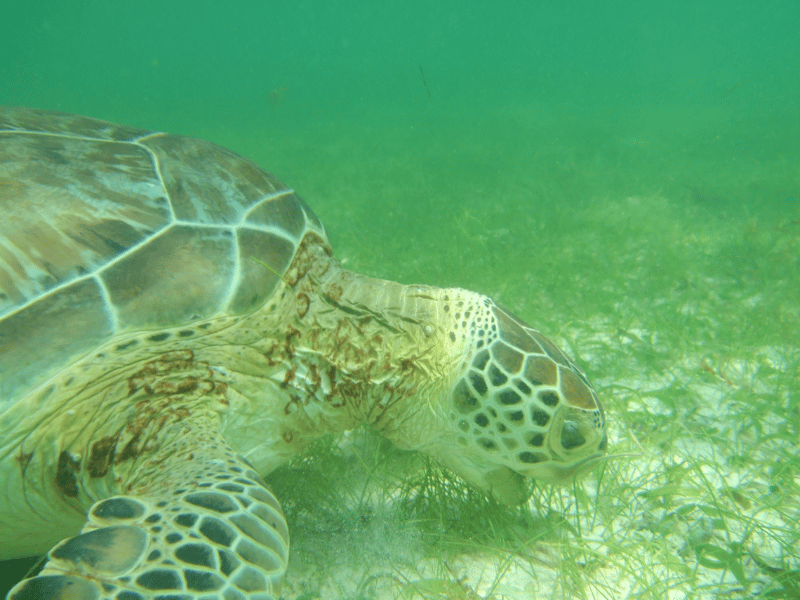 Akumal Meeresschildkröten 2