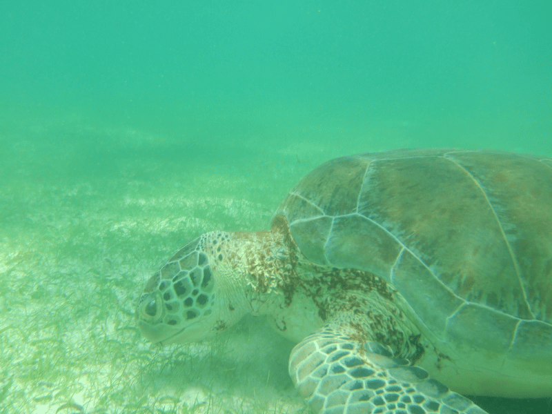 Akumal Meeresschildkröten 5