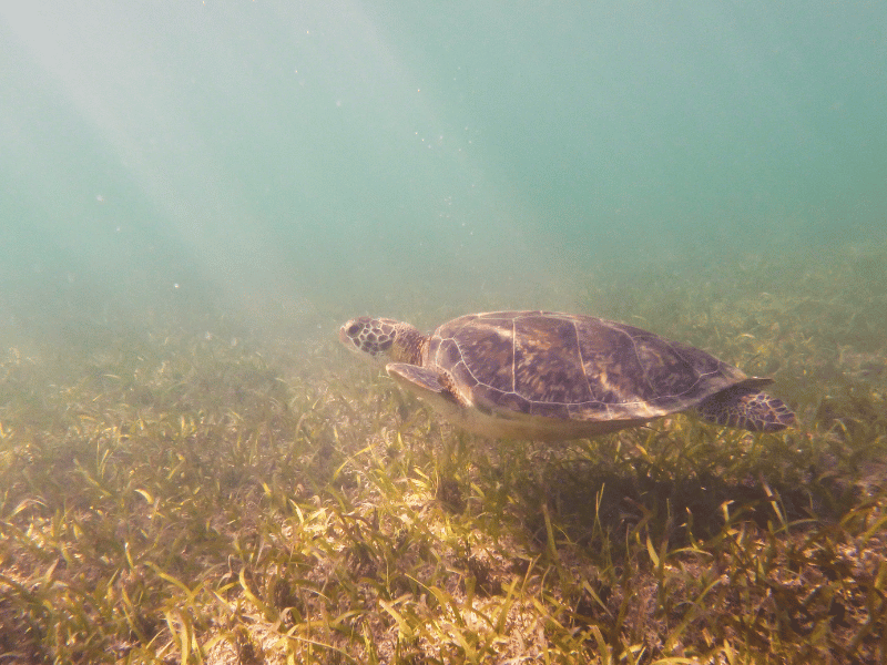 Akumal Meeresschildkröten 6