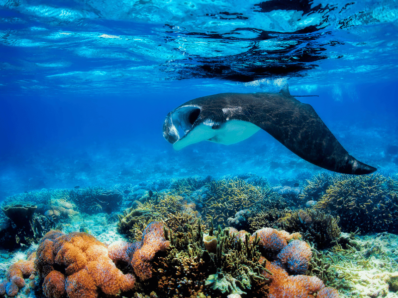 Best place to snorkel in costa rica See Manta Ray in El Bajo del Diablo and decide for yourself