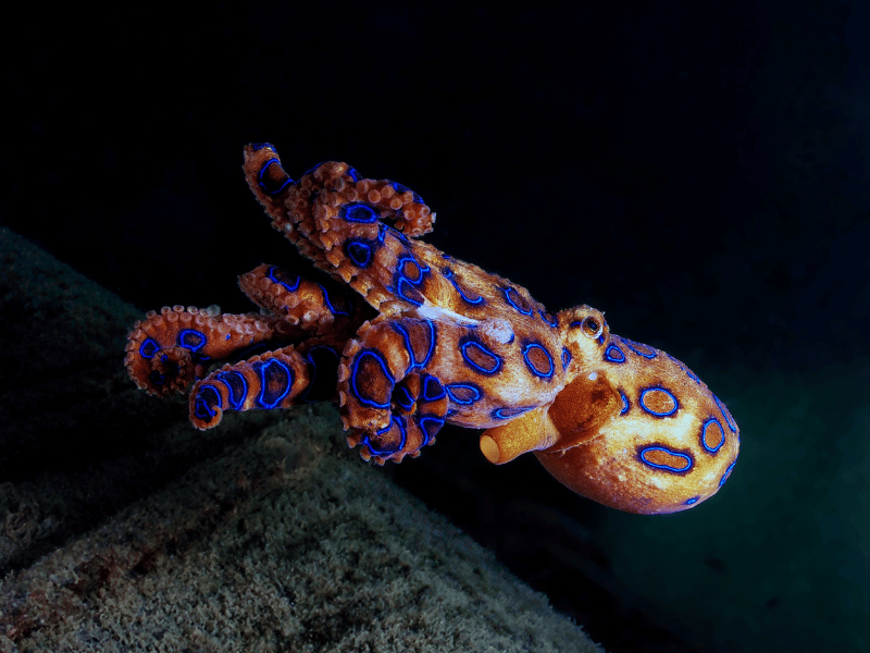 Blau beringter Oktopus