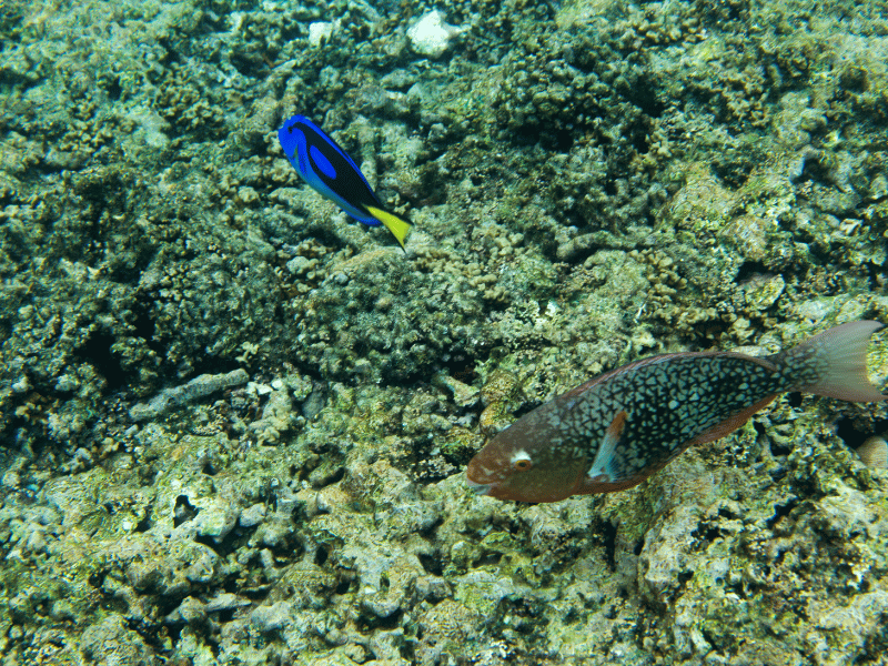 Blue Surgeonfish in the Seychelles