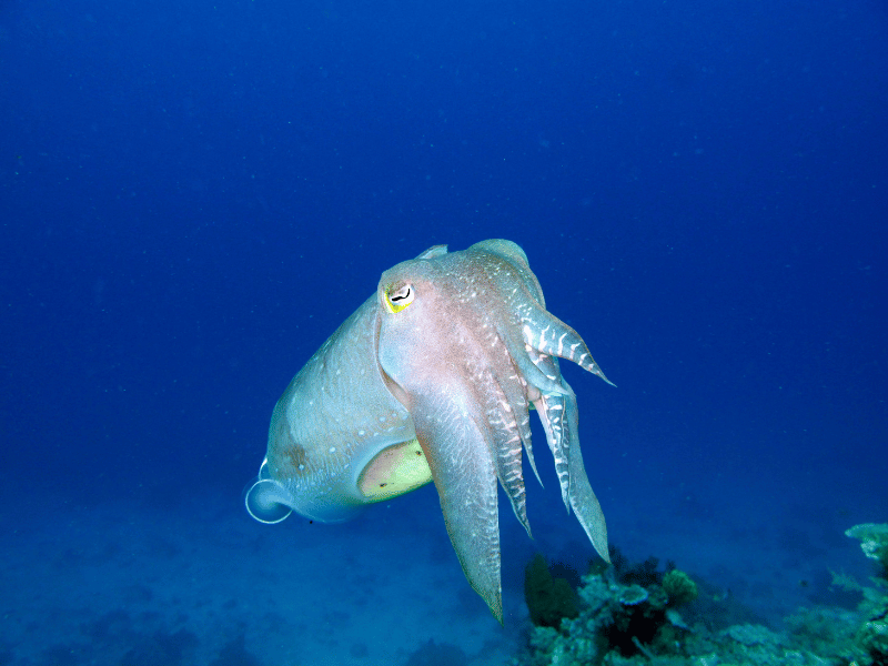 Cuttlefish at Komodo National Park