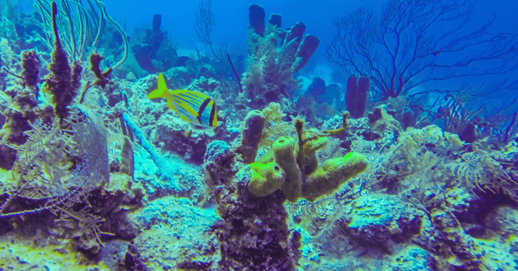 Best Snorkeling Belize : Découvrez les récifs à couper le souffle lors d'une plongée avec masque et tuba au Belize.