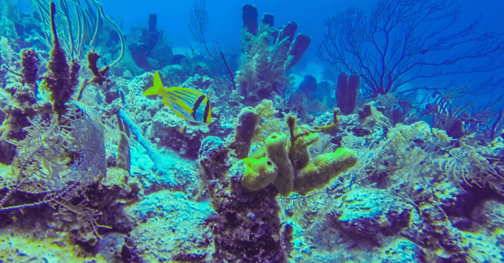 El mejor snorkel en Belice: Descubre impresionantes arrecifes practicando snorkel en Belice