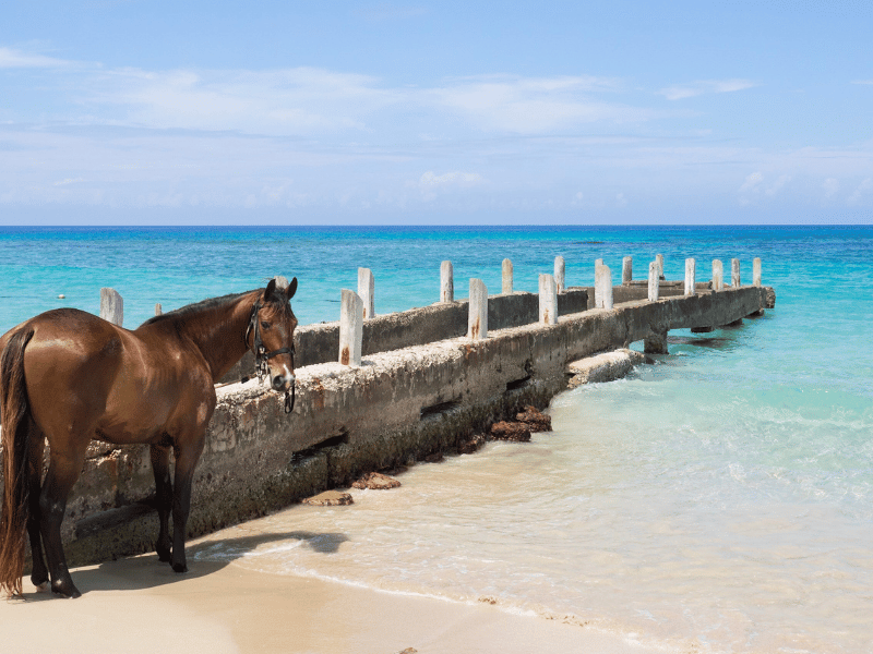 Dream Snorkeling in Jamaica Runaway Bay