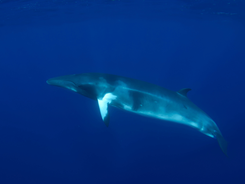 Dwarf minke whale 1