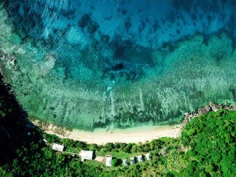 Coral de las islas Fiyi