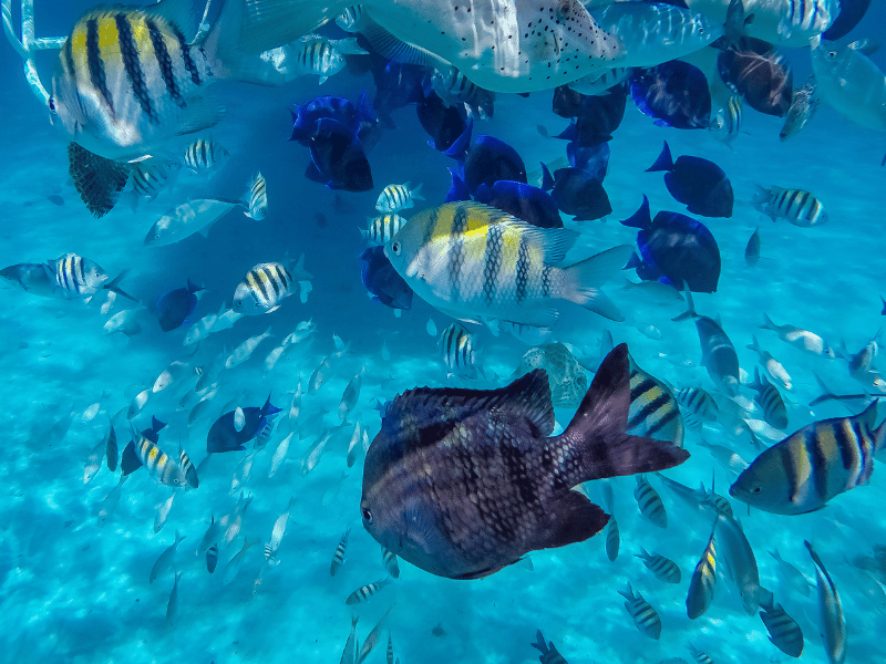 Grand Cayman Snorkeling Innombrables poissons tropicaux