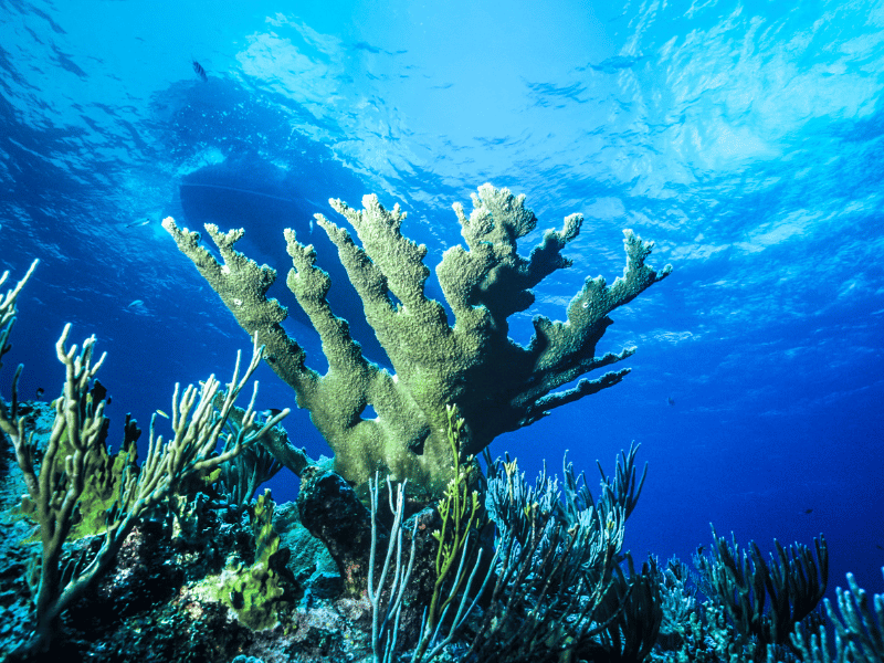 Plongée en apnée à Grand Cayman