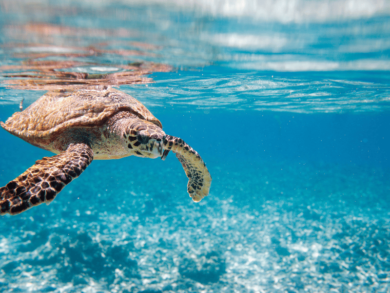 Hawksbill turtle in the Seychelles