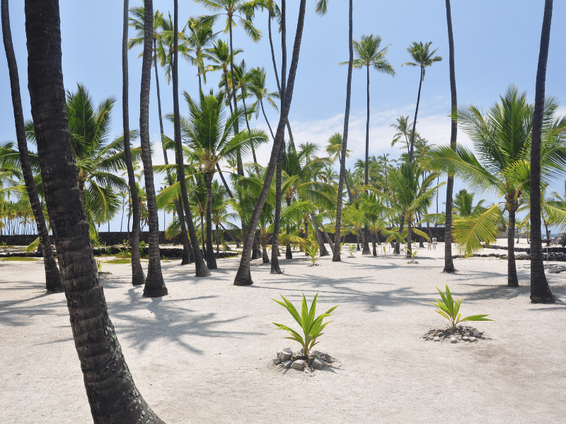 Impressions from Honaunau Bay