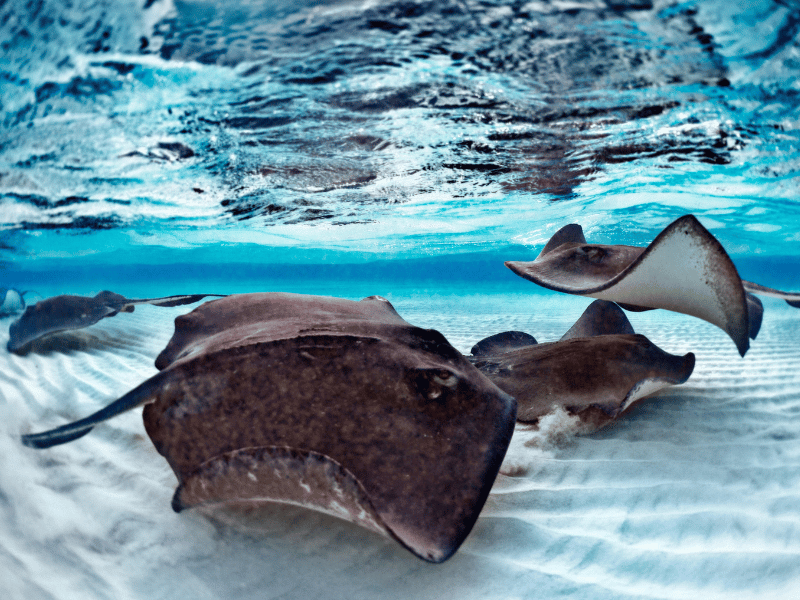 In St Martin you can see Stingrays on your Caribbean Snorkeling trip